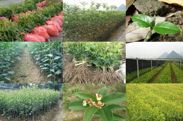 哪个品种的桂花不能吃1682818569690