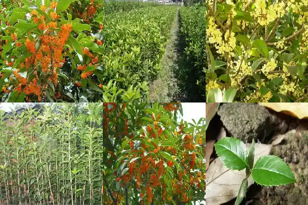 桂花树哪种能吃的1682818577104