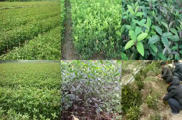 桂花树的花怎么吃1682818595358