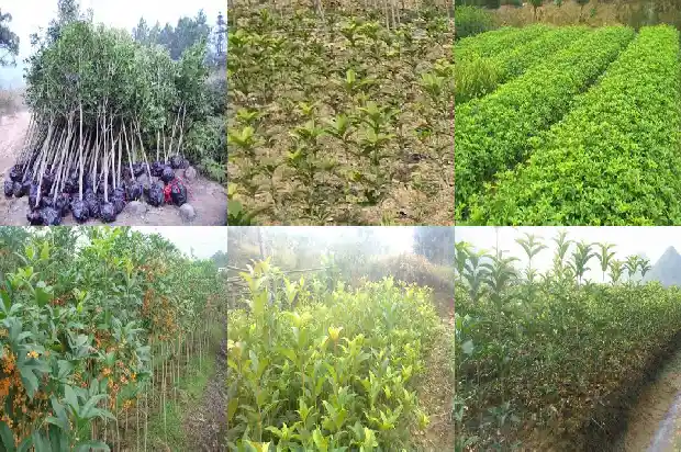桂花树的花怎么吃1682818595406