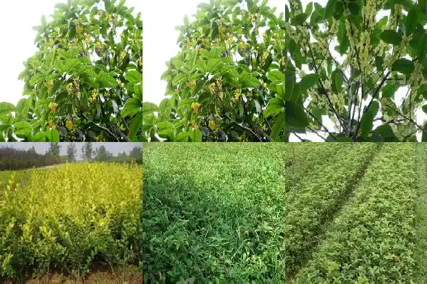 桂花树的花怎么吃1682818595454
