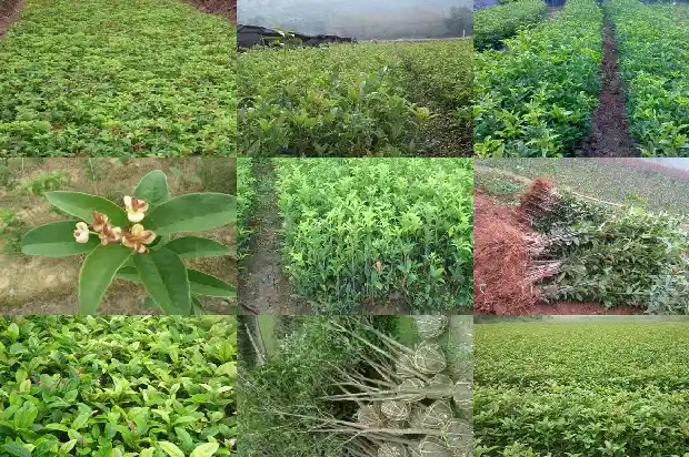 什么桂花树的花可以食用1682818604892