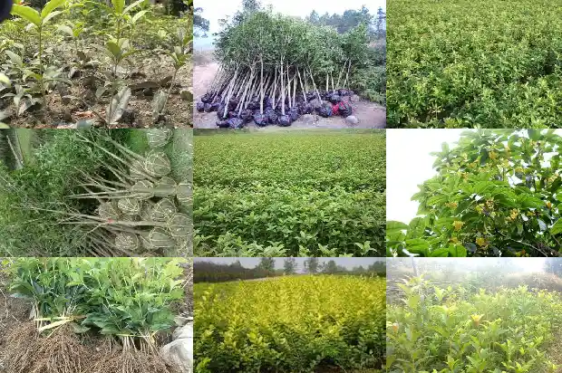 12公分的桂花树有多大1690677840229