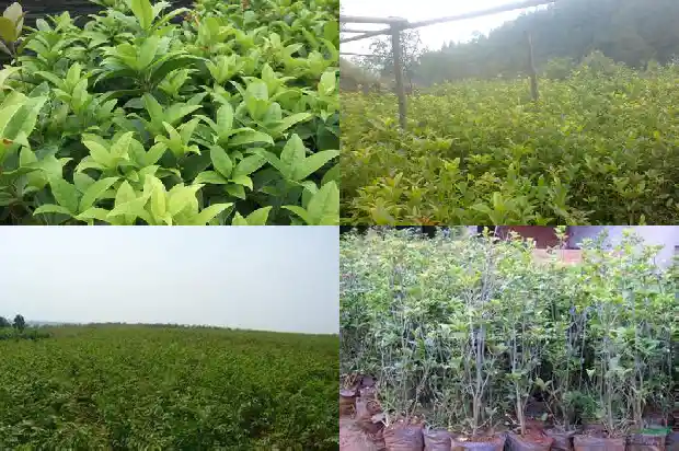 桂花有不能吃的品种吗1682818617196