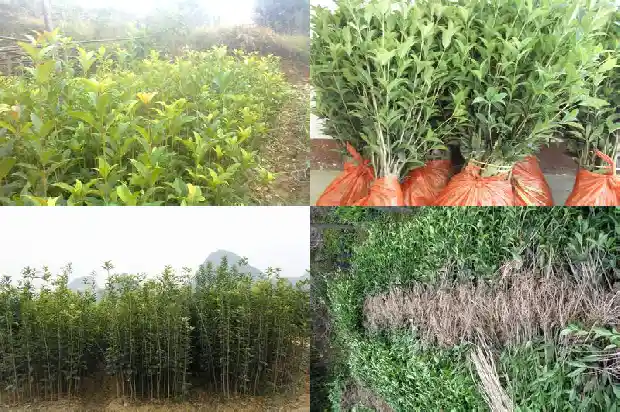 桂花有不能吃的品种吗1682818617292