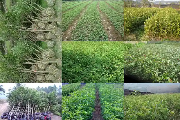 什么品种的桂花不可以吃1682818626759