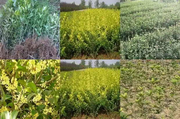 桂花什么品种不能吃1682818634332