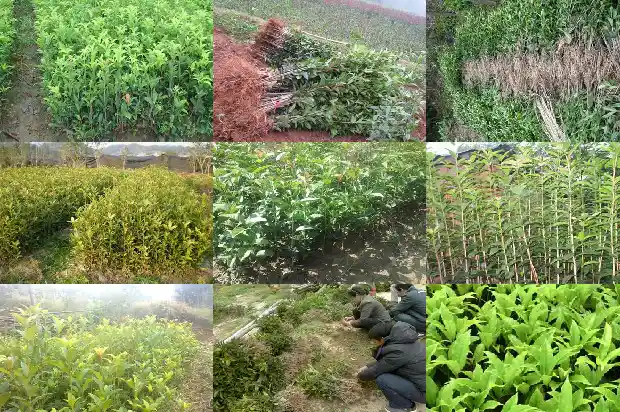 桂花什么品种不能吃1682818634380