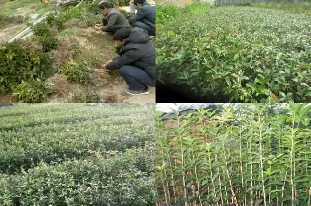 桂花树品种哪个最好吃又好养1682818642471