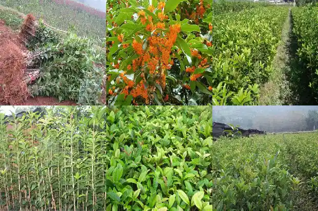 什么品种桂花可食用1682818652133