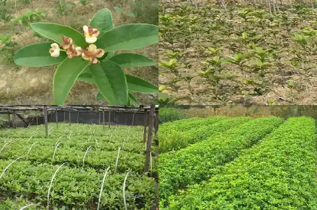 什么品种桂花可以食用1682818662256