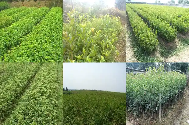 什么品种桂花可以食用1682818662303