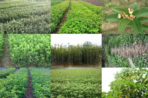 桂花乌龙茶价格多少钱一斤1689467869493