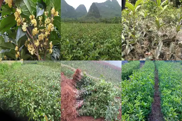 观赏桂花树的桂花可以食用吗?1682818670447