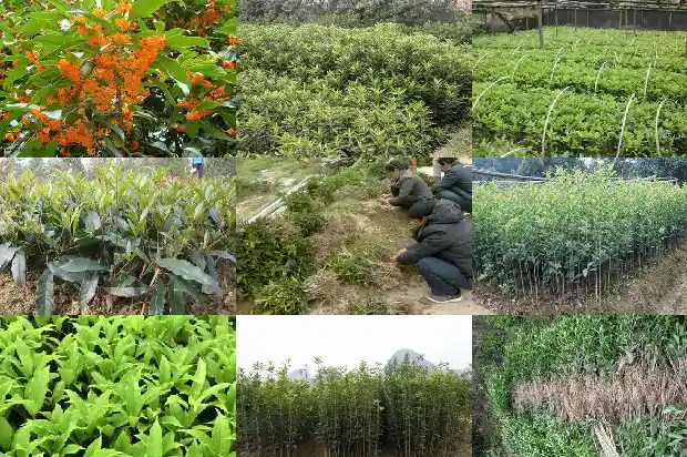 观赏桂花树的桂花可以食用吗?1682818670493