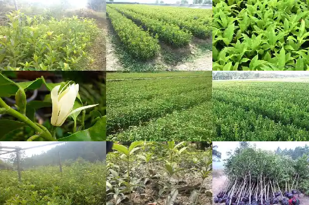 桂花树那个品种花最香又好养1682818680316