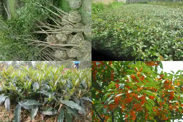 桂花树那个品种花最香又好养1682818680412
