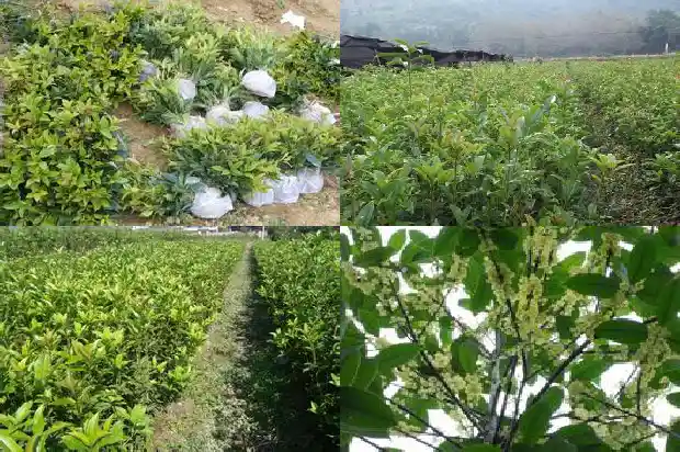 哪个品种的桂花树又香又好看又好养1682818688450