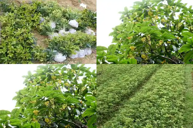 哪个品种的桂花树又香又好看又好养1682818688498