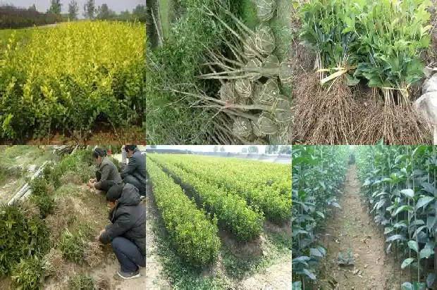 什么品种的桂花树比较香1682818700418