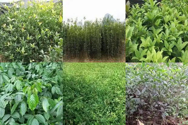 什么品种的桂花树比较香1682818700466
