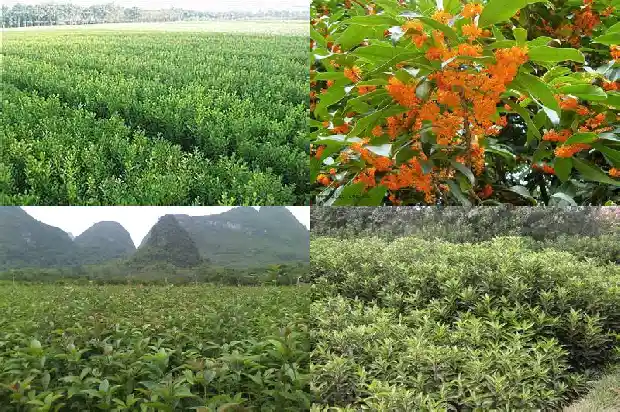 什么品种的桂花树比较香1682818700514