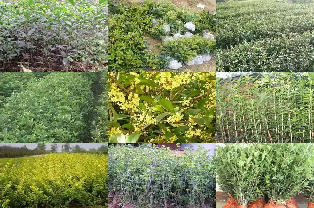 种在北面哪个桂花好1682818712253