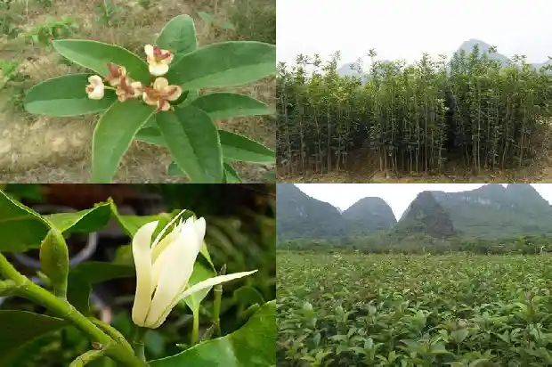 种在北面哪个桂花好1682818712301
