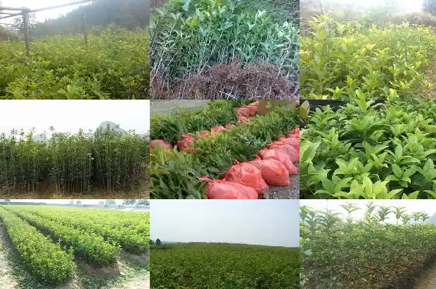 桂花树哪一种好看1682818721965