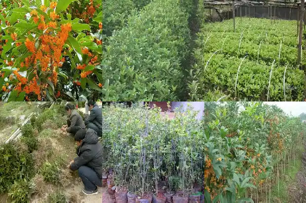 桂花树哪一种好看1682818722012