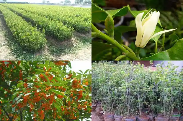 桂花树什么样的好1682818732009