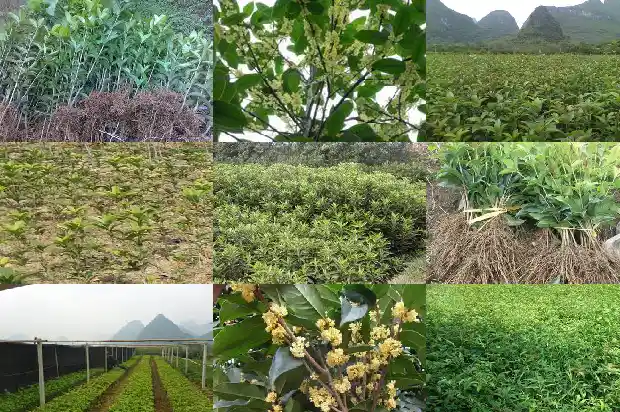 桂花树什么样的好1682818732105