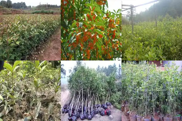 桂花树哪一种更好种植1682818741872
