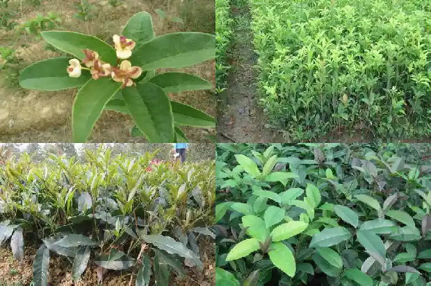 桂花树哪一种更好种植1682818741920