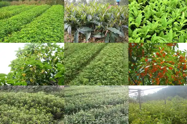 桂花树哪一种更好种植1682818741968