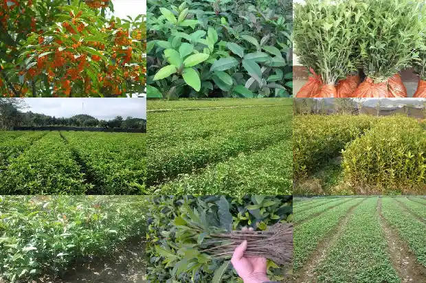 桂花树品种哪个旺财又好养活1682818759382