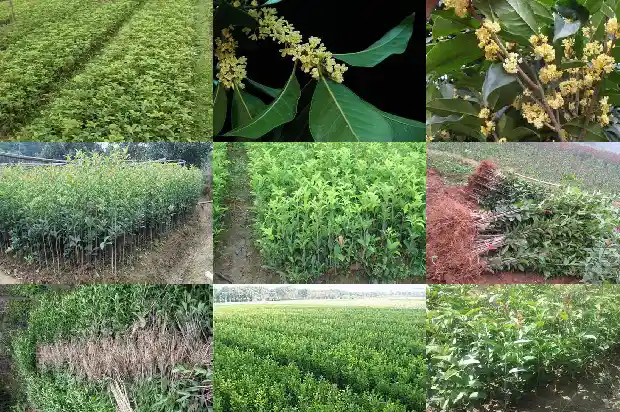 桂花树品种哪个旺财又好养活1682818759430