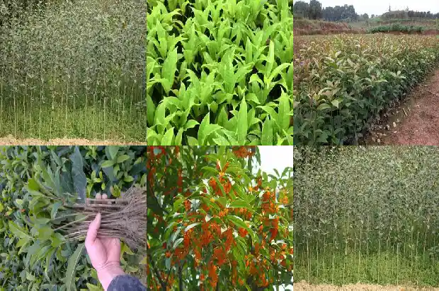 什么品种的桂花最好养1682818769397