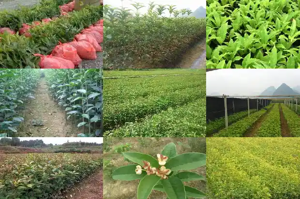 什么品种的桂花最好养1682818769444