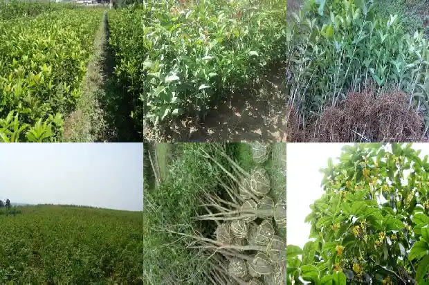 大门口种桂花树能旺财1682818781493