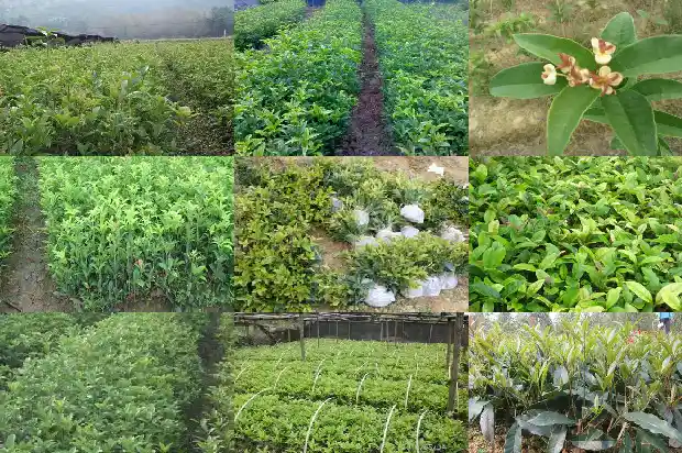 大门口种桂花树能旺财1682818781541
