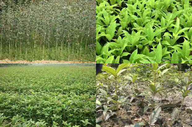 大门口种桂花树能旺财1682818781589
