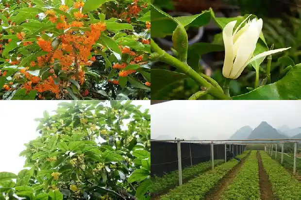 桂花树苗成活率怎么样算的1690504318178