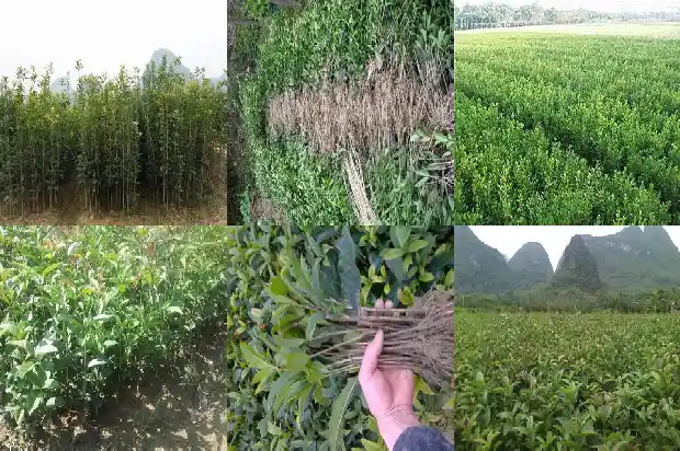 桂花树怎样长得旺1682818793772