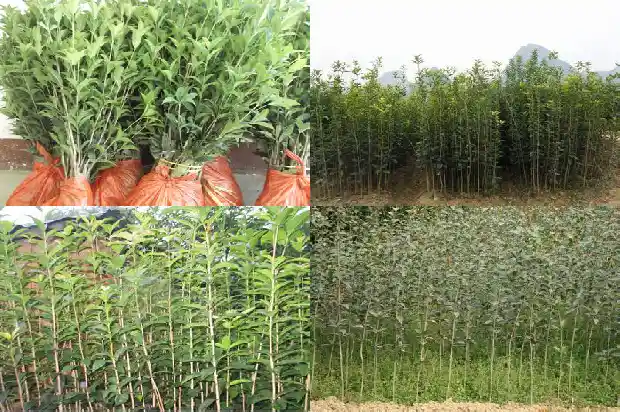 桂花树怎样长得旺1682818793819