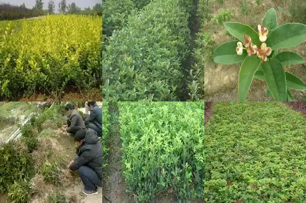 桂花木可以做鹦鹉站杆吗1690418153013