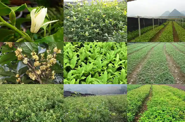 桂花什么时候种比较好呢北方1688606422097