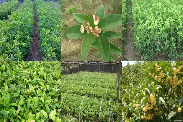 桂花树这么种1682818817851