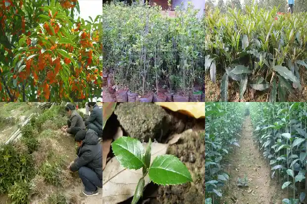 桂花树这么种1682818817947