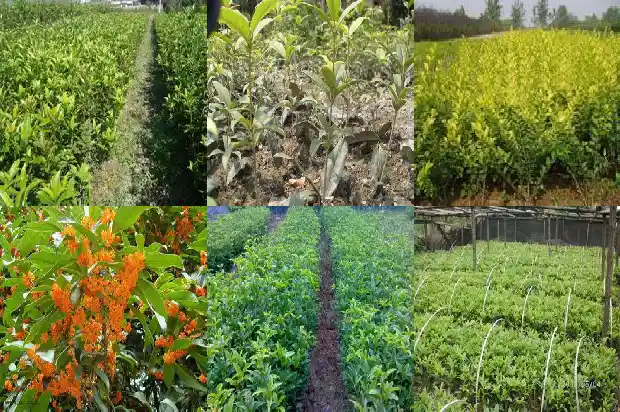 桂花树这么种1682818817995
